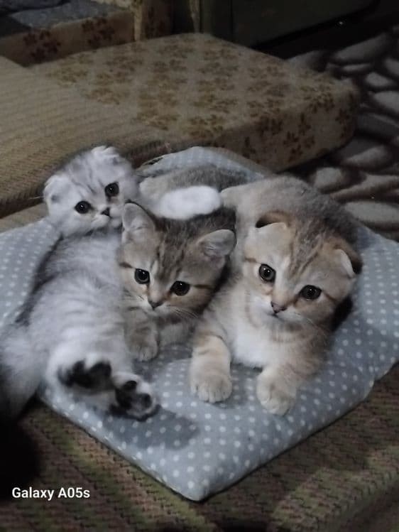 Продаются шотланские котята — 8