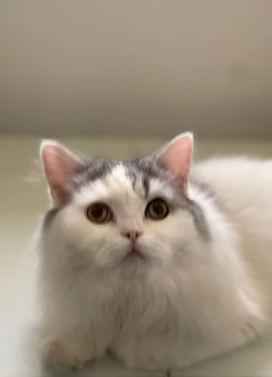 Продам шотландцев кошка и коты — 2