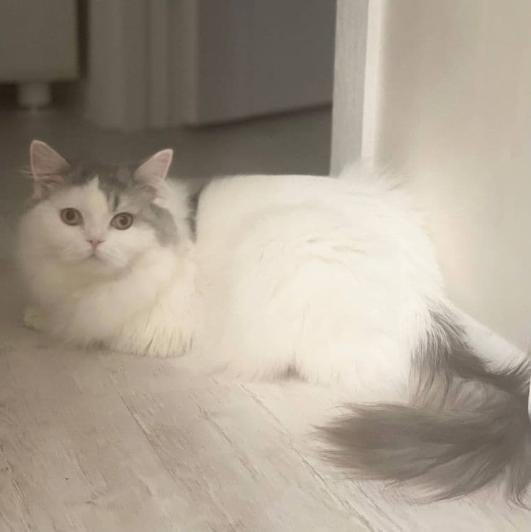 Продам шотландцев кошка и коты — 3