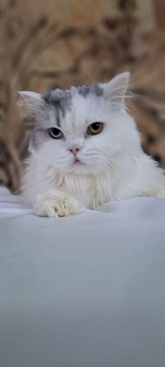 Продам шотландцев кошка и коты — 4