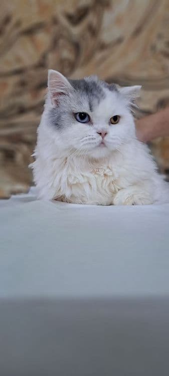 Продам шотландцев кошка и коты — 5