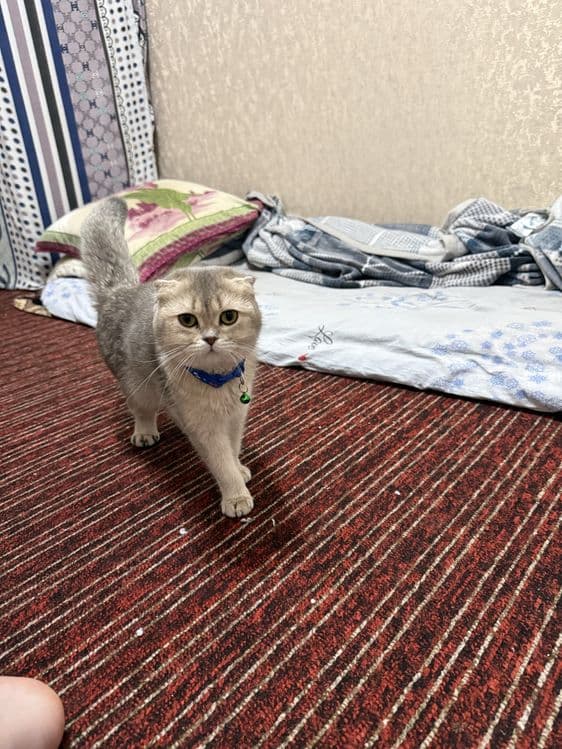 Shinshila mushuk sotiladi — 3