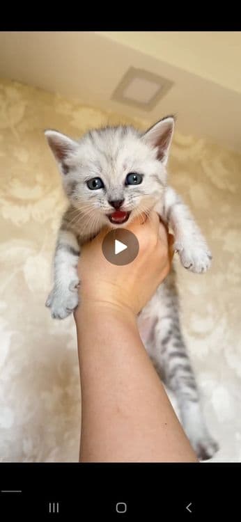 Катята Britaniakiy seribristiy shinshilla — 1