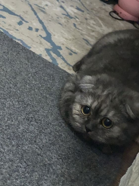 Scottish Fold mushukcha — 2