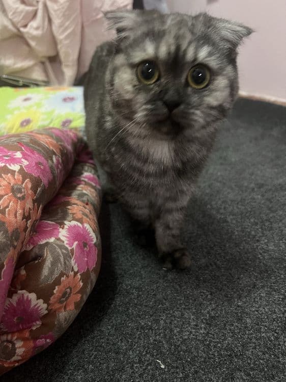 Scottish Fold mushukcha — 3