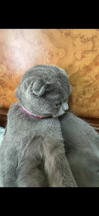 Scottish fold mushugi sotiladi — 2