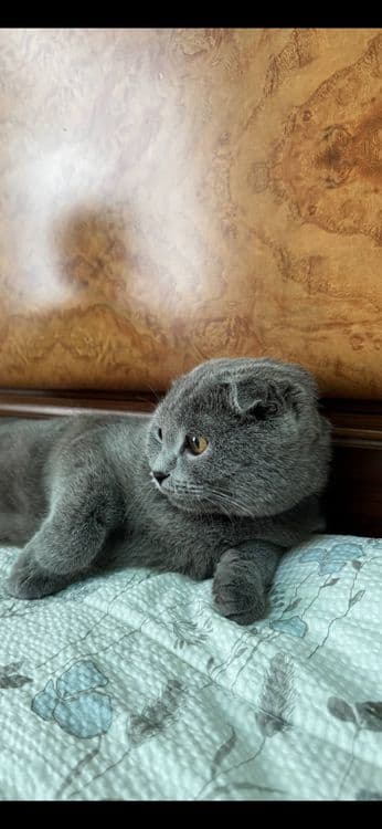 Scottish fold mushugi sotiladi — 3