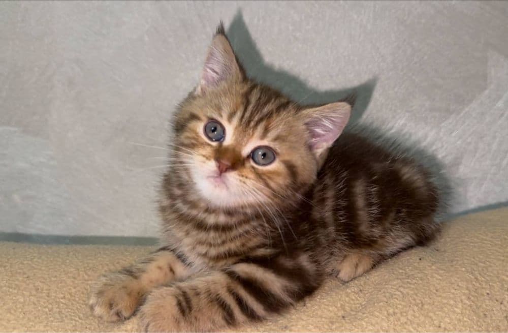 Скоттиш Страйт Мальчик продается — 1