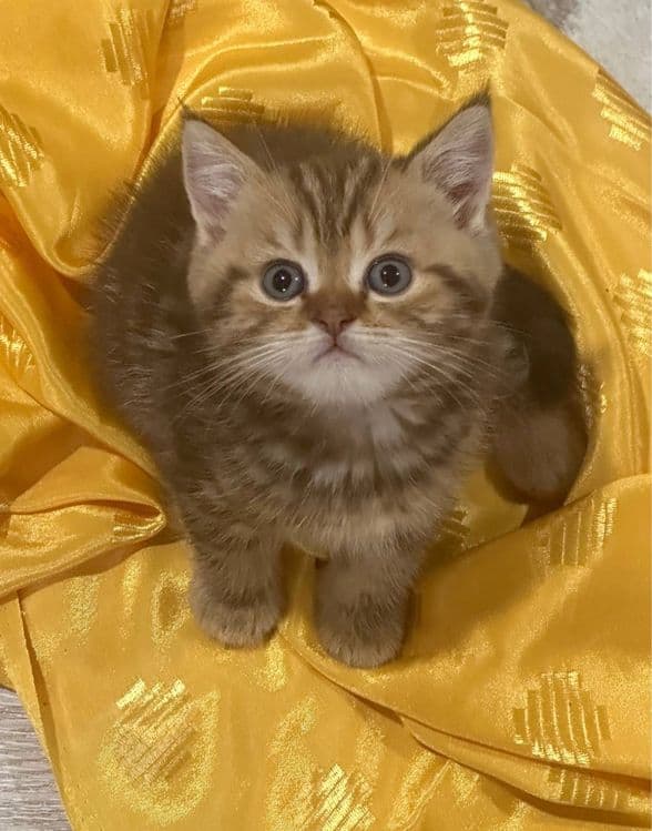Скоттиш Страйт Мальчик продается — 2