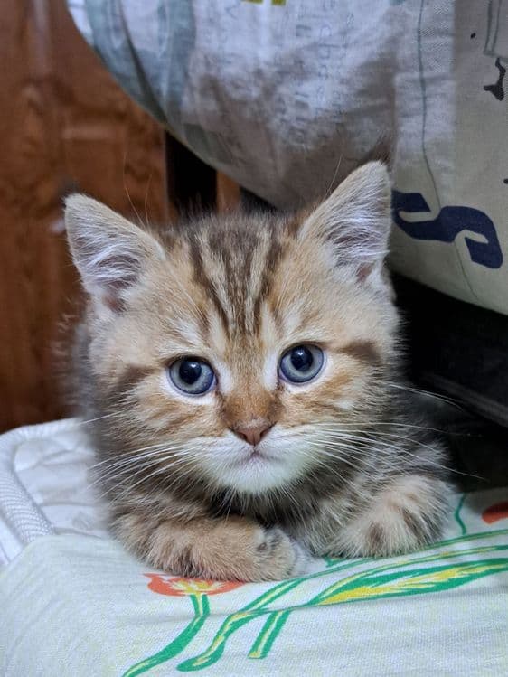 Скоттиш Страйт Мальчик продается — 3