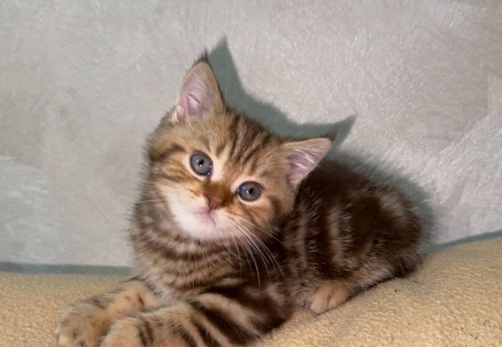 Скоттиш Страйт Мальчик продается — 4