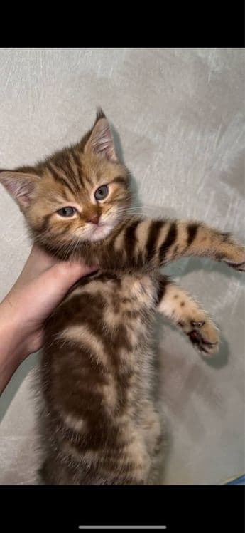 Скоттиш Страйт Мальчик продается — 5