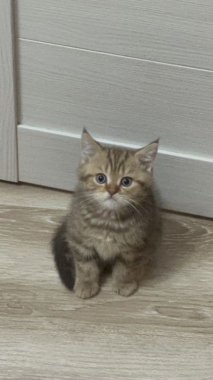 Скоттиш Страйт Мальчик продается — 6