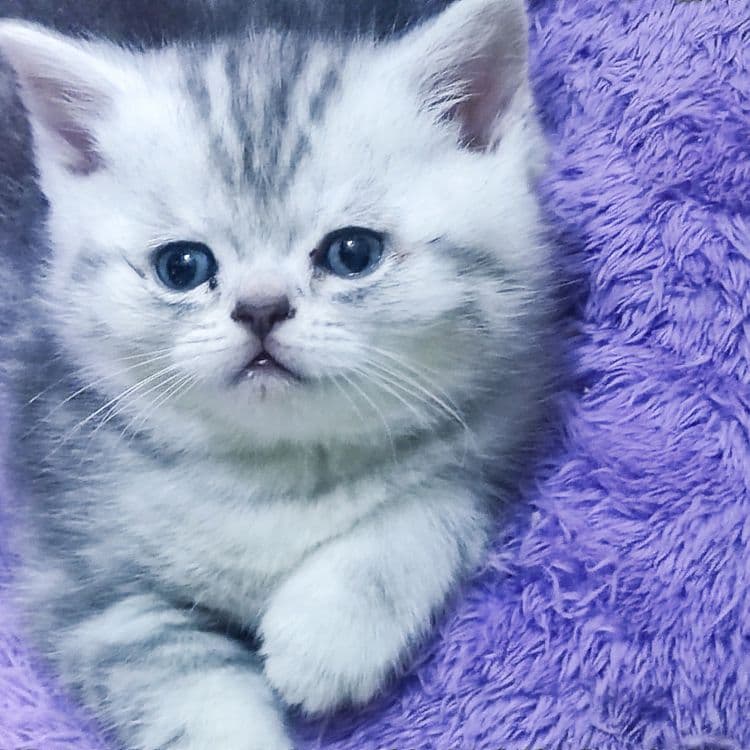 Милые котята скотиш — 2