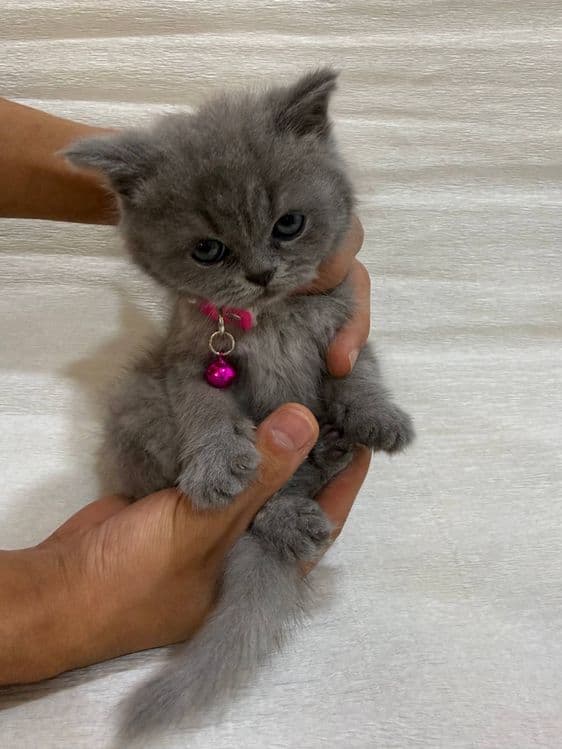 Британский шиншила нархи келишамиз — 3