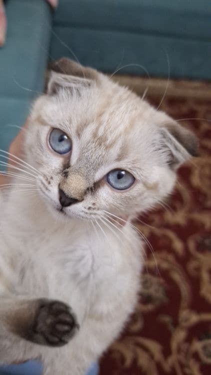 (Scottish Fold) Mushuk Sotiladi. — 2