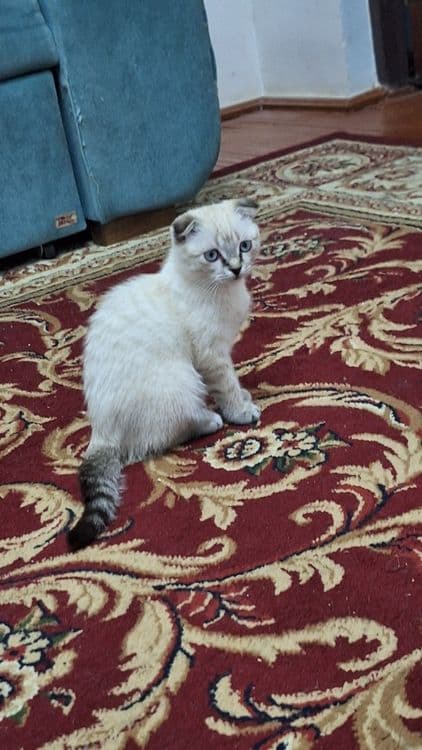(Scottish Fold) Mushuk Sotiladi. — 3