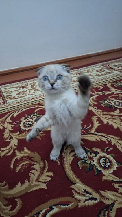 (Scottish Fold) Mushuk Sotiladi. — 4