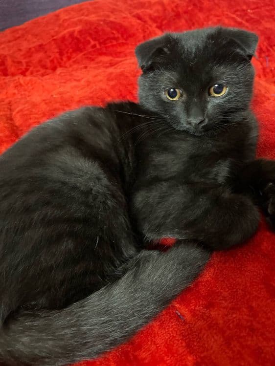 Scottish fold mushuk sotiladi — 2