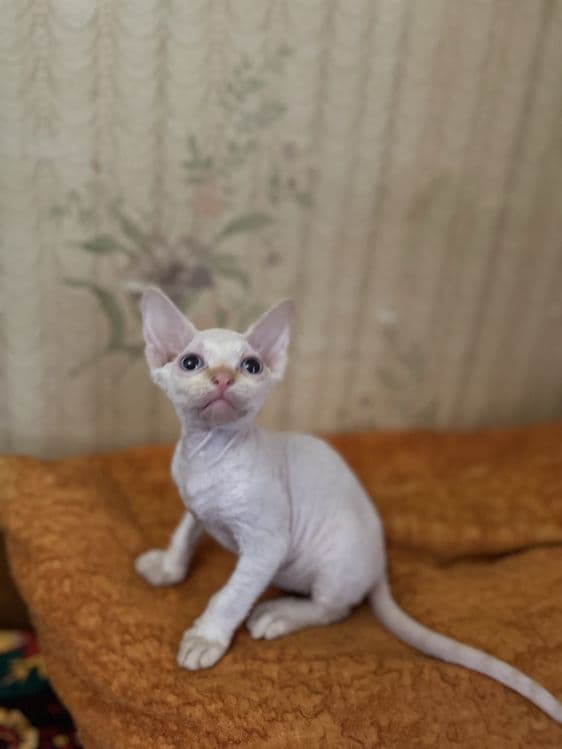 Продаются котята сфинксы — 2