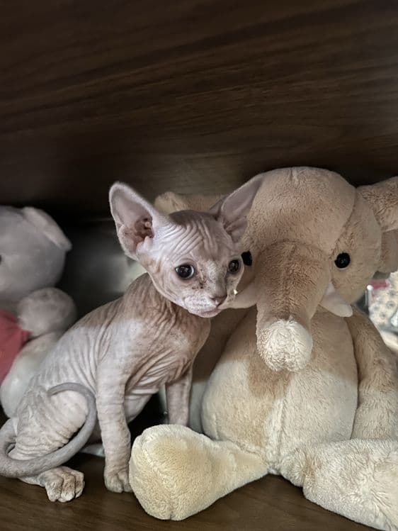 Продаются котята сфинксы — 5