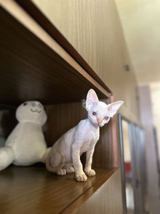 Продаются котята сфинксы — 6