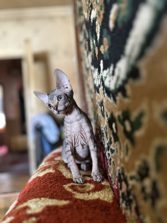 Продаются котята сфинксы — 7