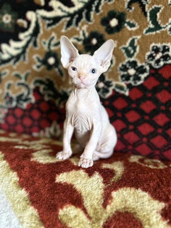 Продаются котята сфинксы — 8