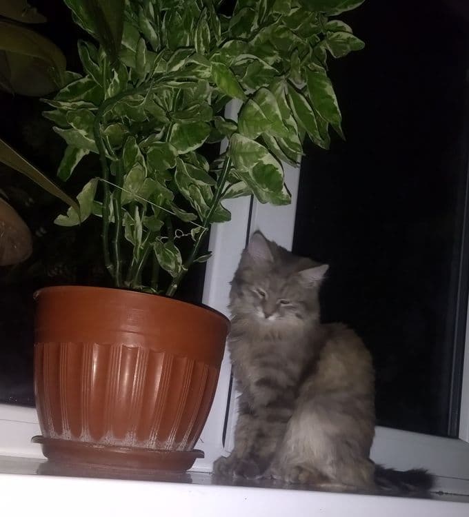 Meyn kun 11 oylik — 4