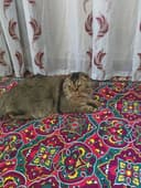 Scottish fold zoti toza  
6 oylik o'g'il bola
Prifkalarini olgan 
Pasp