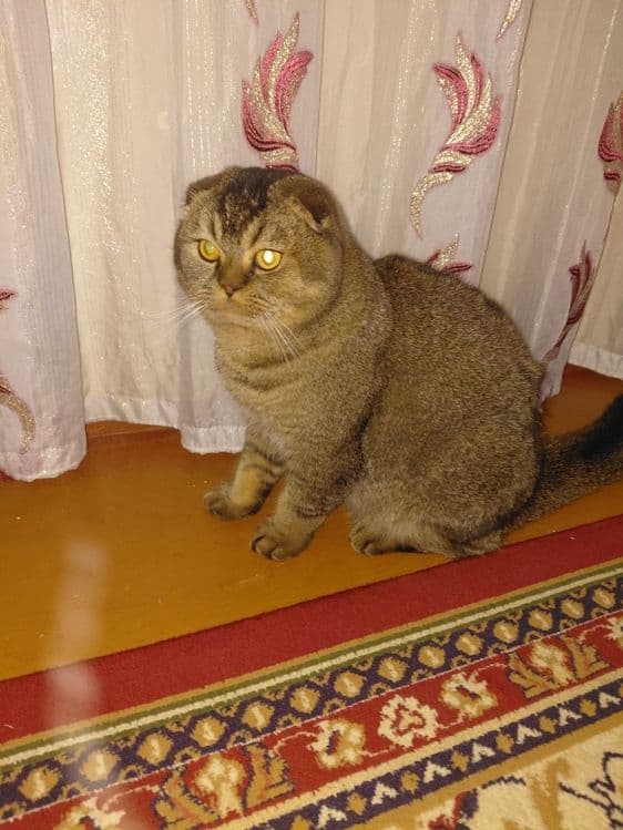 Scottish fold zoti toza  
6 oylik o'g'il bola
Prifkalarini olgan 
Pasp — 2