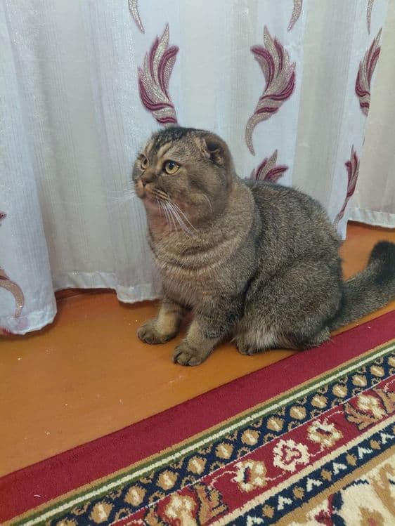 Scottish fold zoti toza  
6 oylik o'g'il bola
Prifkalarini olgan 
Pasp — 3