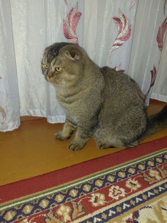 Scottish fold zoti toza  
6 oylik o'g'il bola
Prifkalarini olgan 
Pasp — 4