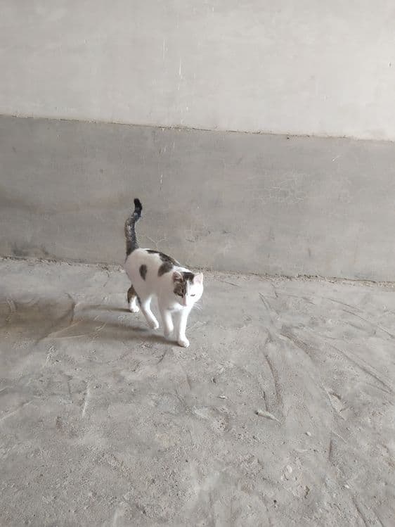 Mushuk sotiladi narxi — 3