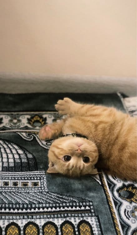 Zor mushu silaga yoqib qoladi skottish fold rassayam oynoqi og’il bola — 6