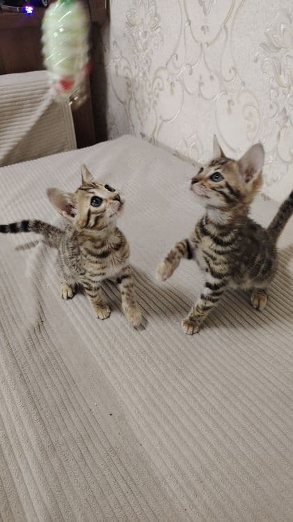 Bengal bolalari qiz o'g'il — 2
