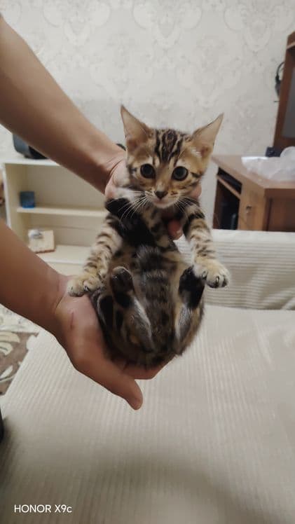 Bengal bolalari qiz o'g'il — 3
