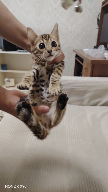 Bengal bolalari qiz o'g'il — 4