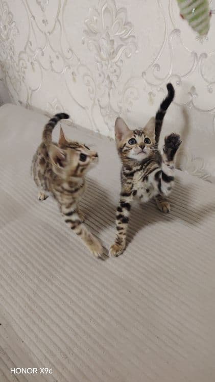 Bengal bolalari qiz o'g'il — 5