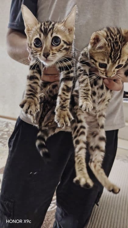 Bengal bolalari qiz o'g'il — 6