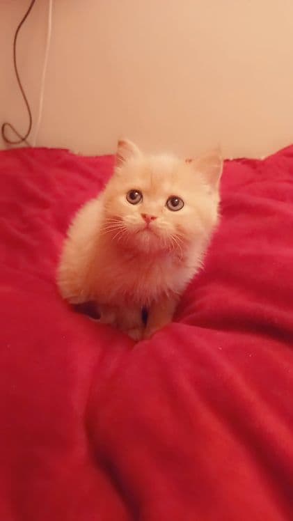 Soft mushu qiz bola sotiladi qiz bola 1,5 oyli — 2