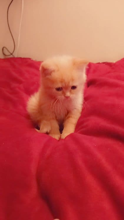 Soft mushu qiz bola sotiladi qiz bola 1,5 oyli — 3