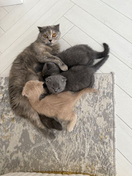 Британский скотиш фолд — 3