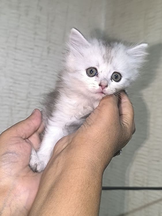 Серебристый шыншила + вислоухие скоттишфолд — 2