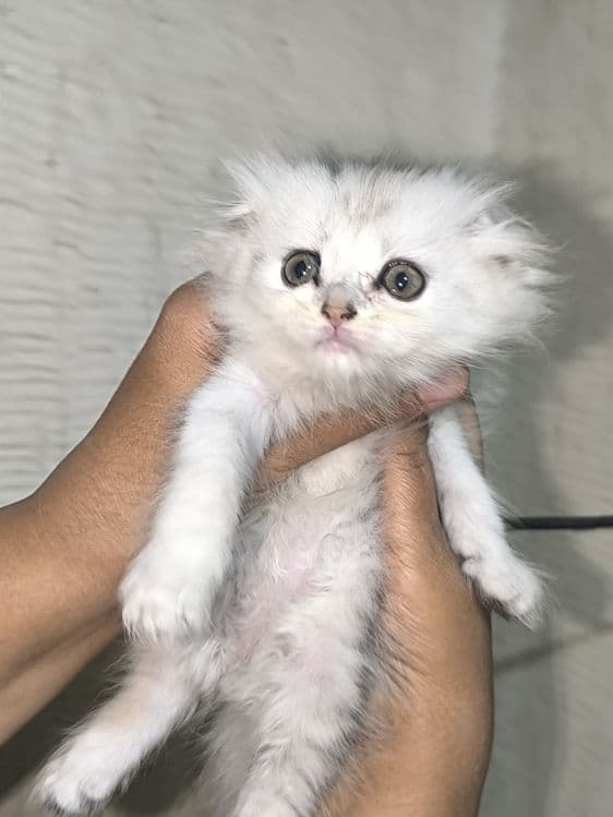 Серебристый шыншила + вислоухие скоттишфолд — 3