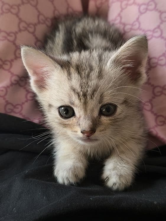 Серебристый шыншила + вислоухие скоттишфолд — 4