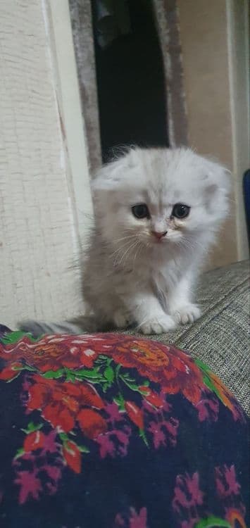 Серебристый шыншила + вислоухие скоттишфолд — 7