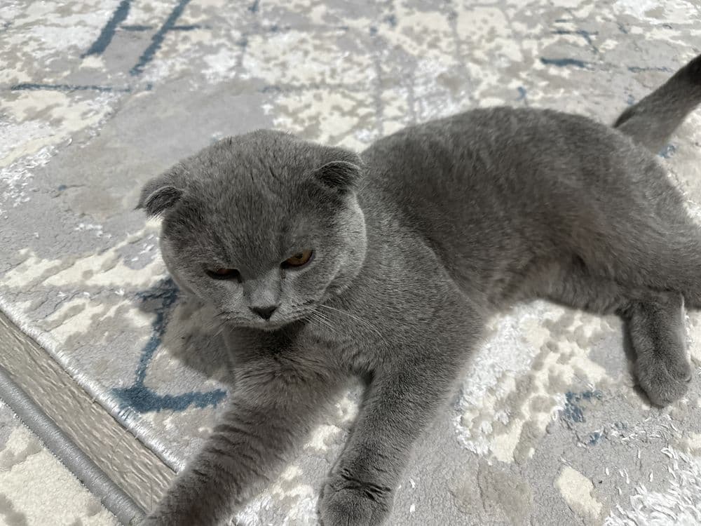 Скоттиш фолд вислоухая — 2