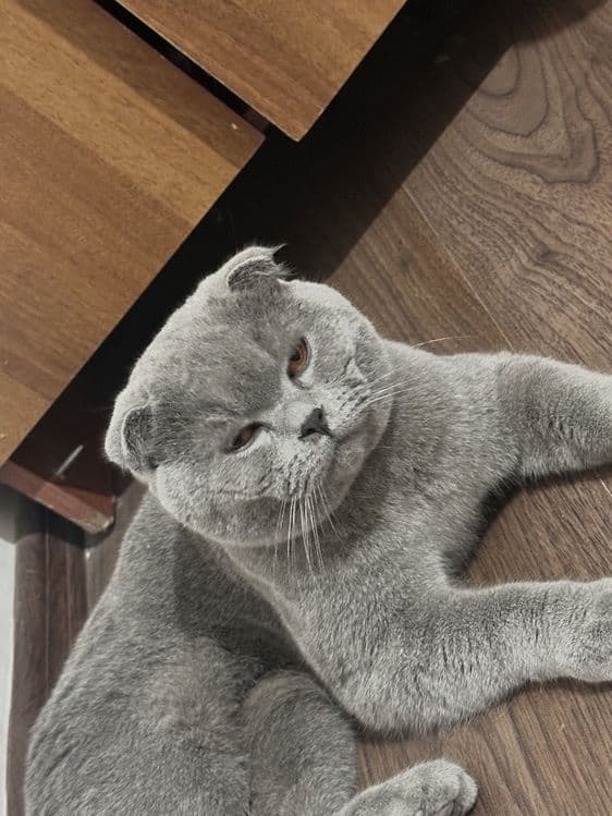 Скоттиш фолд вислоухая — 3