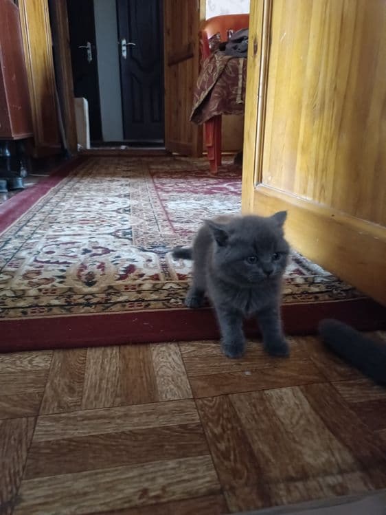 Котята британская шиншила — 2